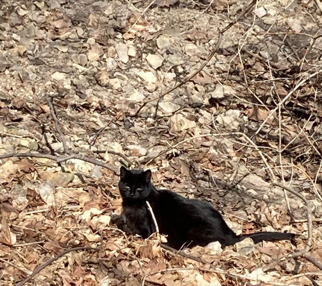 Scotty the cat laying in some leaves in the trees by Scott Hall. Photo Courtesy of Courtney Bernd.